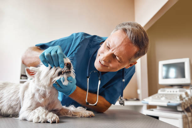  Prieville, NC Emergency Dentist Pros